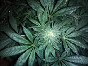 cannabis leaf